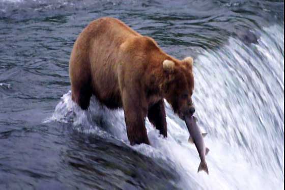 [WD] 內建 1TB 硬碟的 WD TV Live Hub